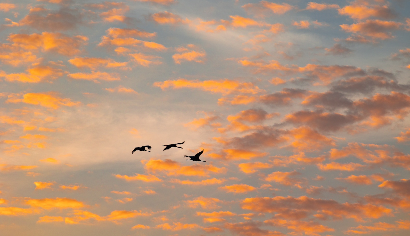 End of summer, sun setting, birds flying away